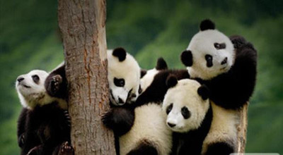 熊猫类手游合集