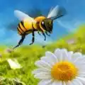 蜜蜂游戏app