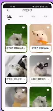 仓鼠翻译器在线翻译中文